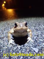 /home//u458753944/public_html/sourcegallery//Roxborough Toad Detour/2022/2022-03-17/P3170860.JPG
